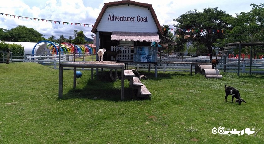 سرگرمی مزرعه گوسفند سوئیسی شهر تایلند کشور پاتایا