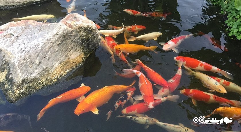 عمارت سوکاوادی -  شهر پاتایا