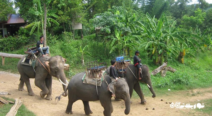 دهکده فیل -  شهر پاتایا