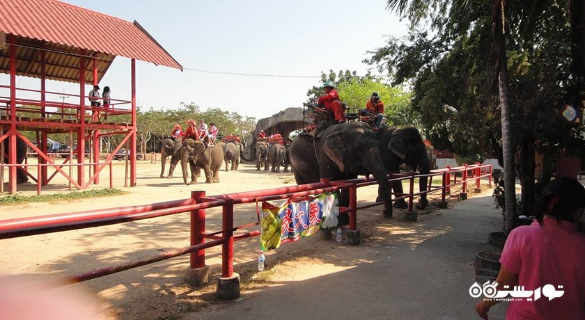 سرگرمی دهکده فیل شهر تایلند کشور پاتایا