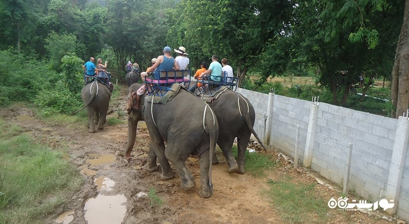 سرگرمی دهکده فیل شهر تایلند کشور پاتایا