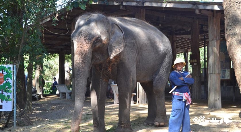 سرگرمی دهکده فیل شهر تایلند کشور پاتایا
