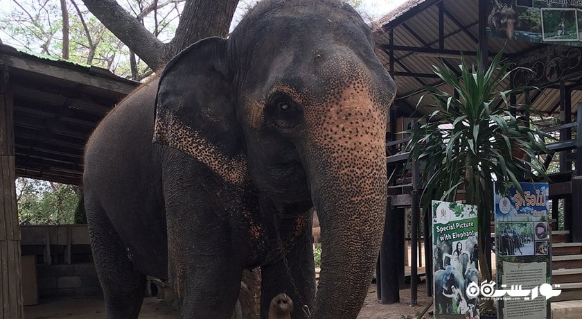 دهکده فیل -  شهر پاتایا