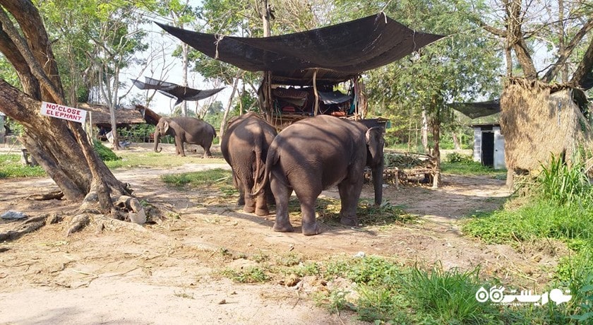 دهکده فیل -  شهر پاتایا