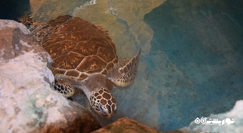 سرگرمی آکواریوم دنیای زیر آب پاتایا شهر تایلند کشور پاتایا