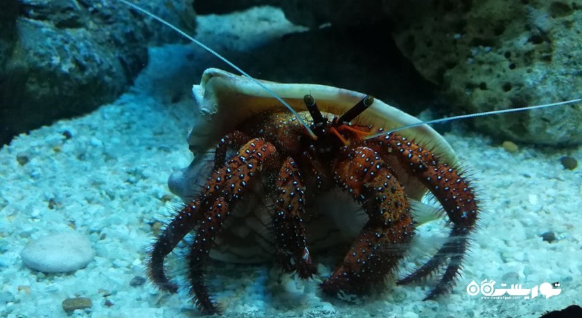 سرگرمی آکواریوم دنیای زیر آب پاتایا شهر تایلند کشور پاتایا