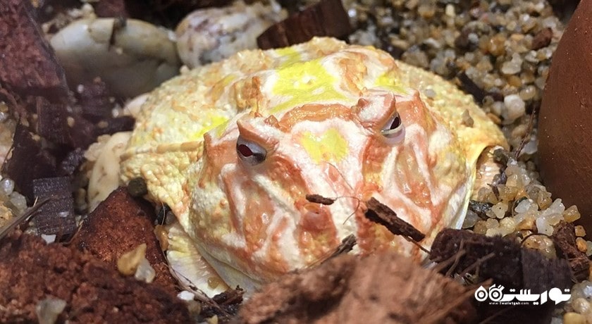 سرگرمی آکواریوم دنیای زیر آب پاتایا شهر تایلند کشور پاتایا