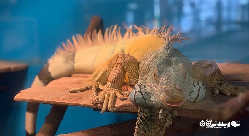 سرگرمی آکواریوم دنیای زیر آب پاتایا شهر تایلند کشور پاتایا