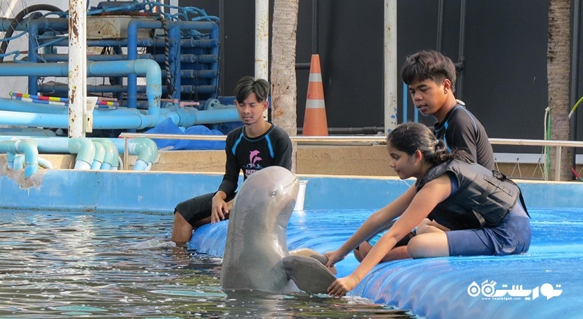 سرگرمی دنیای دلفین پاتایا شهر تایلند کشور پاتایا