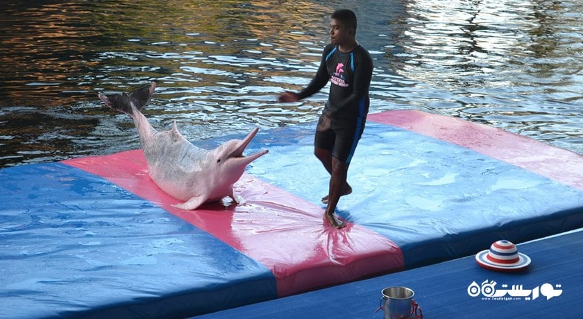 سرگرمی دنیای دلفین پاتایا شهر تایلند کشور پاتایا