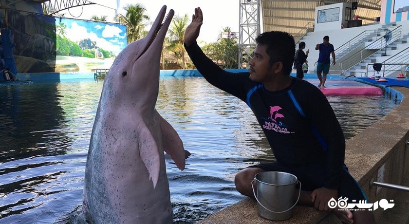 سرگرمی دنیای دلفین پاتایا شهر تایلند کشور پاتایا