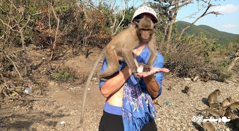 سرگرمی جزیره میمون در پاتایا شهر تایلند کشور پاتایا