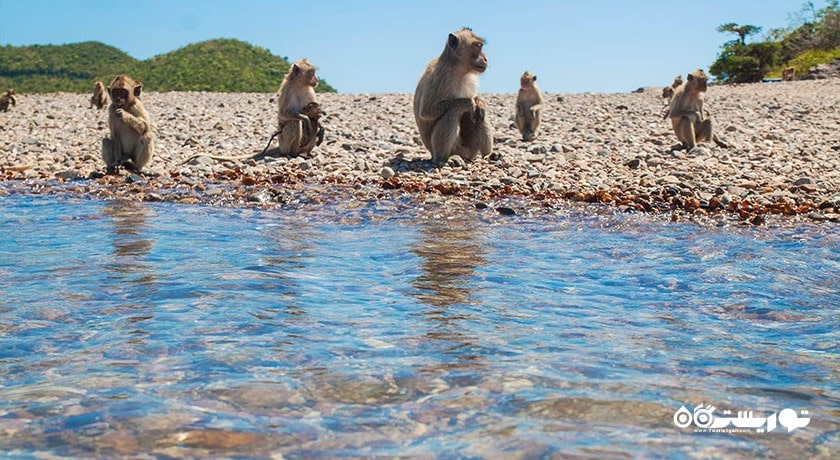 سرگرمی جزیره میمون در پاتایا شهر تایلند کشور پاتایا