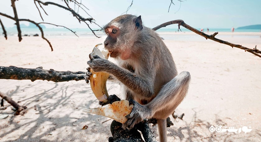 سرگرمی جزیره میمون در پاتایا شهر تایلند کشور پاتایا