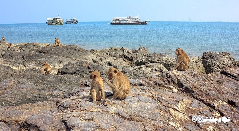 سرگرمی جزیره میمون در پاتایا شهر تایلند کشور پاتایا