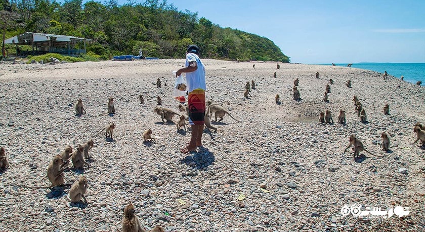 سرگرمی جزیره میمون در پاتایا شهر تایلند کشور پاتایا