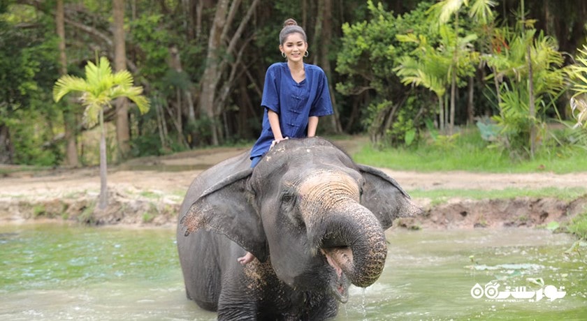 فیل سواری در پاتایا -  شهر پاتایا