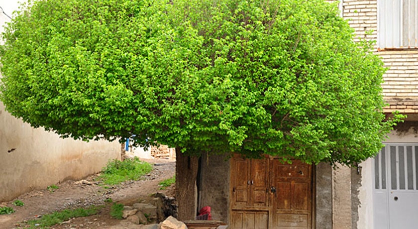  روستا طامه شهرستان اصفهان استان نطنز