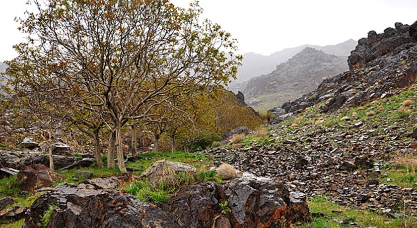  روستا طامه شهرستان اصفهان استان نطنز