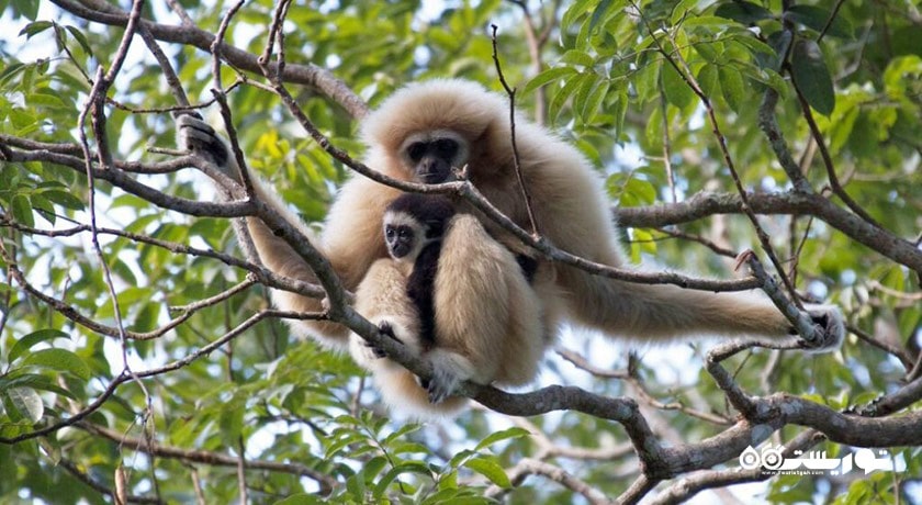 سرگرمی زیپ لاین در فلایت آف د گیبون شهر تایلند کشور پاتایا