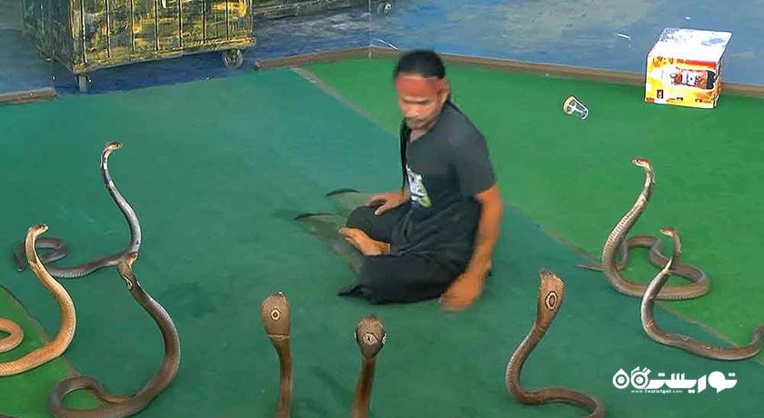 سرگرمی نمایشگاه بین المللی مار در پاتایا شهر تایلند کشور پاتایا