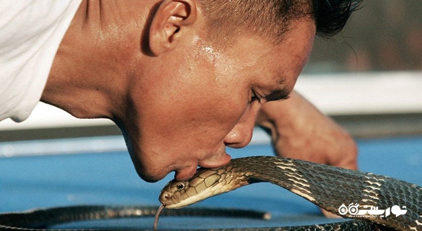 سرگرمی نمایشگاه بین المللی مار در پاتایا شهر تایلند کشور پاتایا