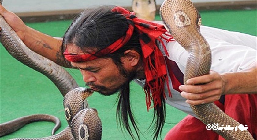 سرگرمی نمایشگاه بین المللی مار در پاتایا شهر تایلند کشور پاتایا