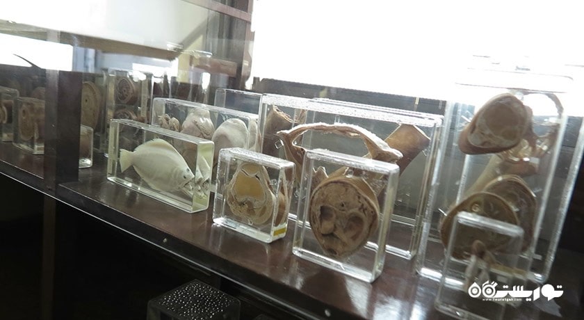  موزه پزشکی بانکوک شهر تایلند کشور بانکوک