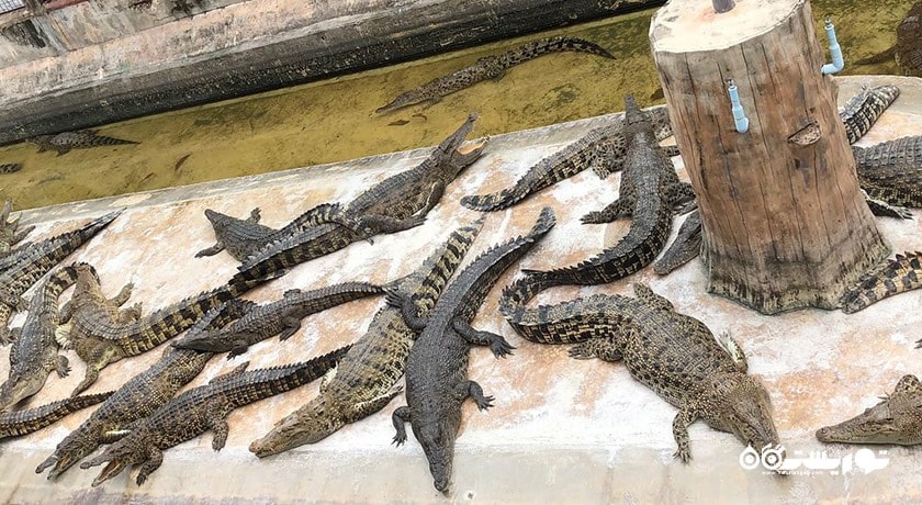 سرگرمی مزرعه کروکدیل ساموت پراکان شهر تایلند کشور بانکوک