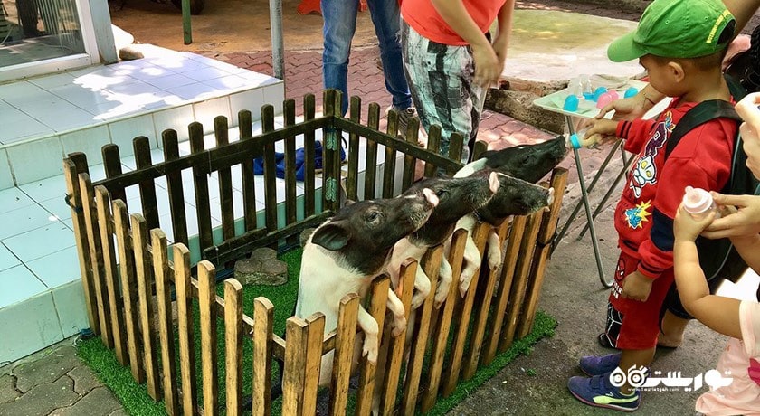 مزرعه کروکدیل ساموت پراکان -  شهر بانکوک