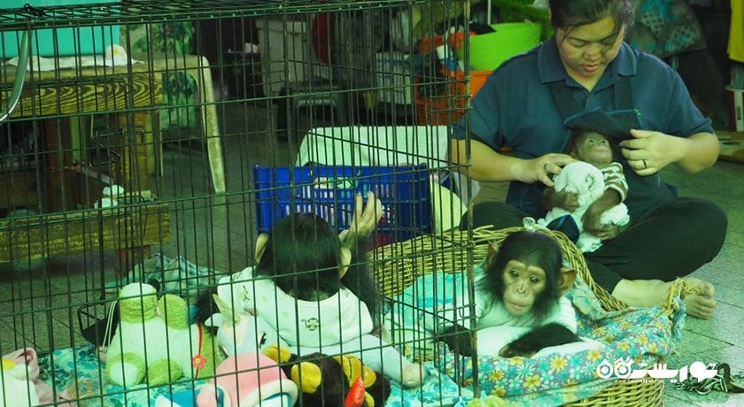 سرگرمی مزرعه کروکدیل ساموت پراکان شهر تایلند کشور بانکوک