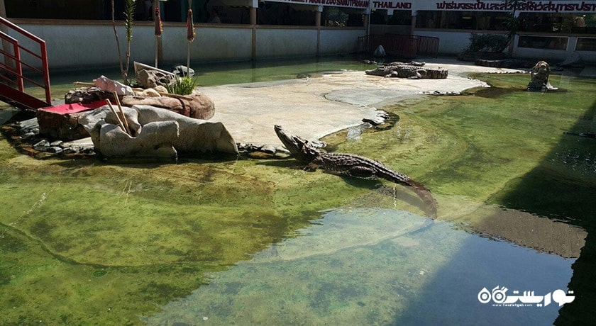 سرگرمی مزرعه کروکدیل ساموت پراکان شهر تایلند کشور بانکوک