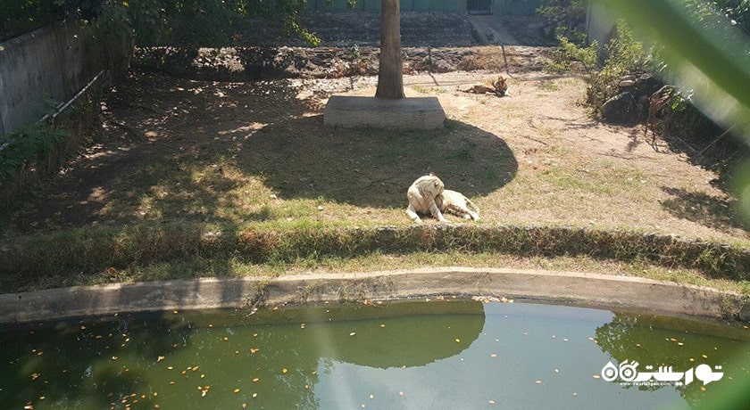 سرگرمی مزرعه کروکدیل ساموت پراکان شهر تایلند کشور بانکوک