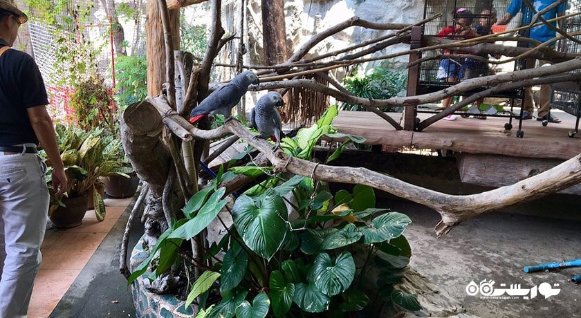 سرگرمی مزرعه کروکدیل ساموت پراکان شهر تایلند کشور بانکوک