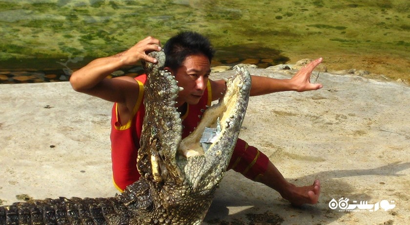 سرگرمی مزرعه کروکدیل ساموت پراکان شهر تایلند کشور بانکوک