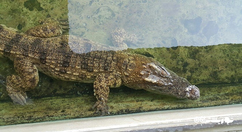 سرگرمی مزرعه کروکدیل ساموت پراکان شهر تایلند کشور بانکوک