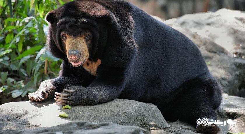 سرگرمی باغ وحش دوسیت شهر تایلند کشور بانکوک