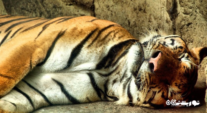 باغ وحش دوسیت -  شهر بانکوک