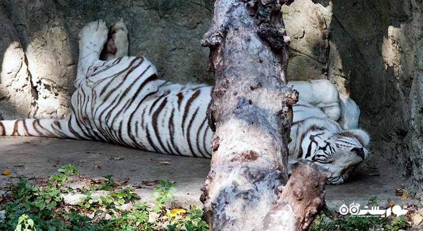 باغ وحش دوسیت -  شهر بانکوک