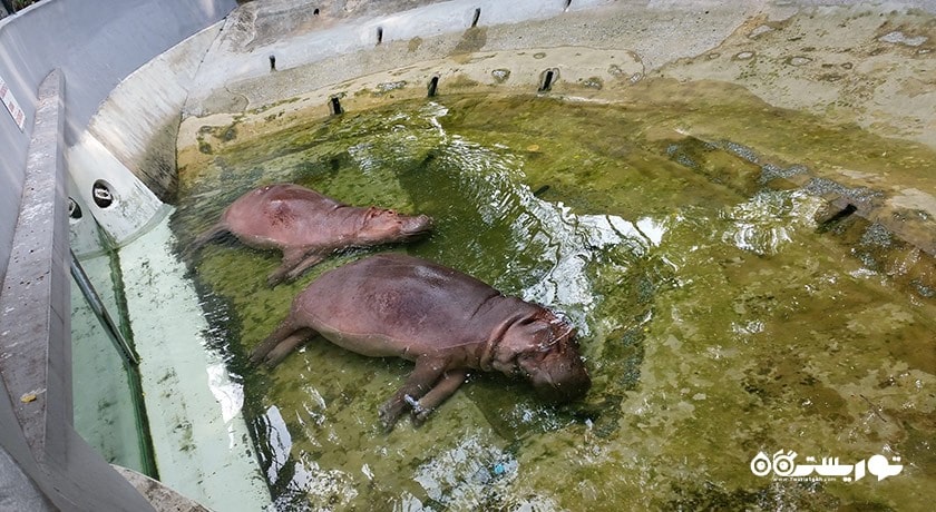 سرگرمی باغ وحش دوسیت شهر تایلند کشور بانکوک