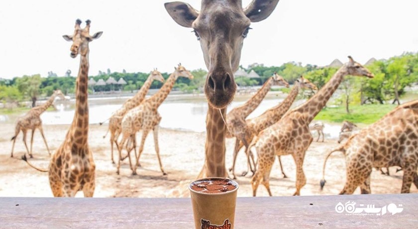 سرگرمی پارک و باغ وحش دنیای سافاری شهر تایلند کشور بانکوک