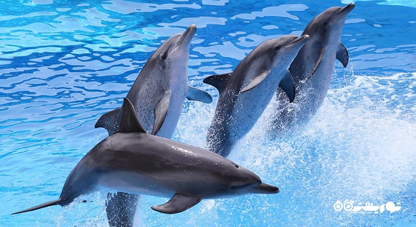 سرگرمی پارک و باغ وحش دنیای سافاری شهر تایلند کشور بانکوک