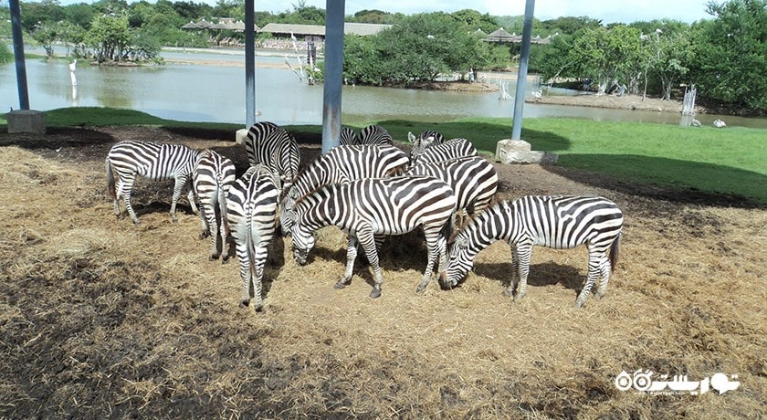سرگرمی پارک و باغ وحش دنیای سافاری شهر تایلند کشور بانکوک