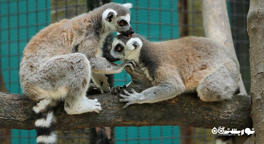 سرگرمی پارک و باغ وحش دنیای سافاری شهر تایلند کشور بانکوک