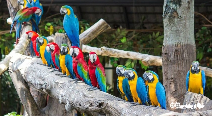 سرگرمی پارک و باغ وحش دنیای سافاری شهر تایلند کشور بانکوک