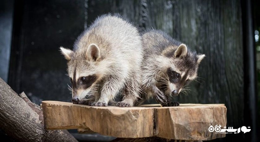 سرگرمی پارک و باغ وحش دنیای سافاری شهر تایلند کشور بانکوک