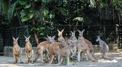 سرگرمی پارک و باغ وحش دنیای سافاری شهر تایلند کشور بانکوک