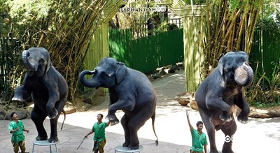 سرگرمی پارک و باغ وحش دنیای سافاری شهر تایلند کشور بانکوک