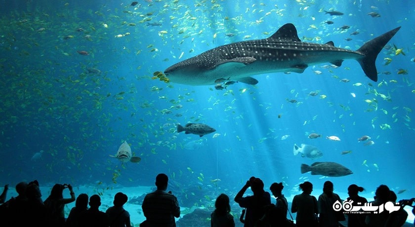 سرگرمی سی لایف بانکوک اوشن ورلد شهر تایلند کشور بانکوک