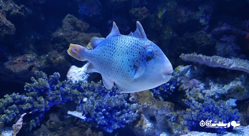 سرگرمی سی لایف بانکوک اوشن ورلد شهر تایلند کشور بانکوک